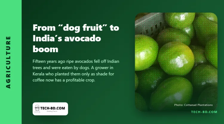 India used to call it “dog fruit”. Then a Bollywood star mentioned it and prices doubled overnight