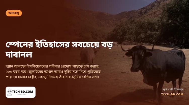 স্পেনের ইতিহাসের সবচেয়ে বড় দাবানলে পুড়েছে ৮০ হাজার হেক্টর। এক কৃষক হারিয়েছেন দুই-তৃতীয়াংশ জমি আর ২০টি গরু