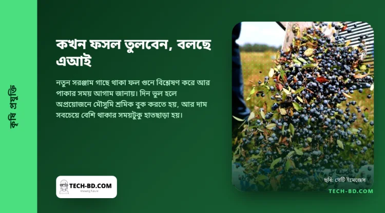 আপেল তোলার প্রথম দিনেই ৩৮ ডিগ্রি, সকাল ১০টায় কাজ বন্ধ। প্রশ্নটি কখন ফল পাকবে তা নয়—হাতে কত সময় আছে তা