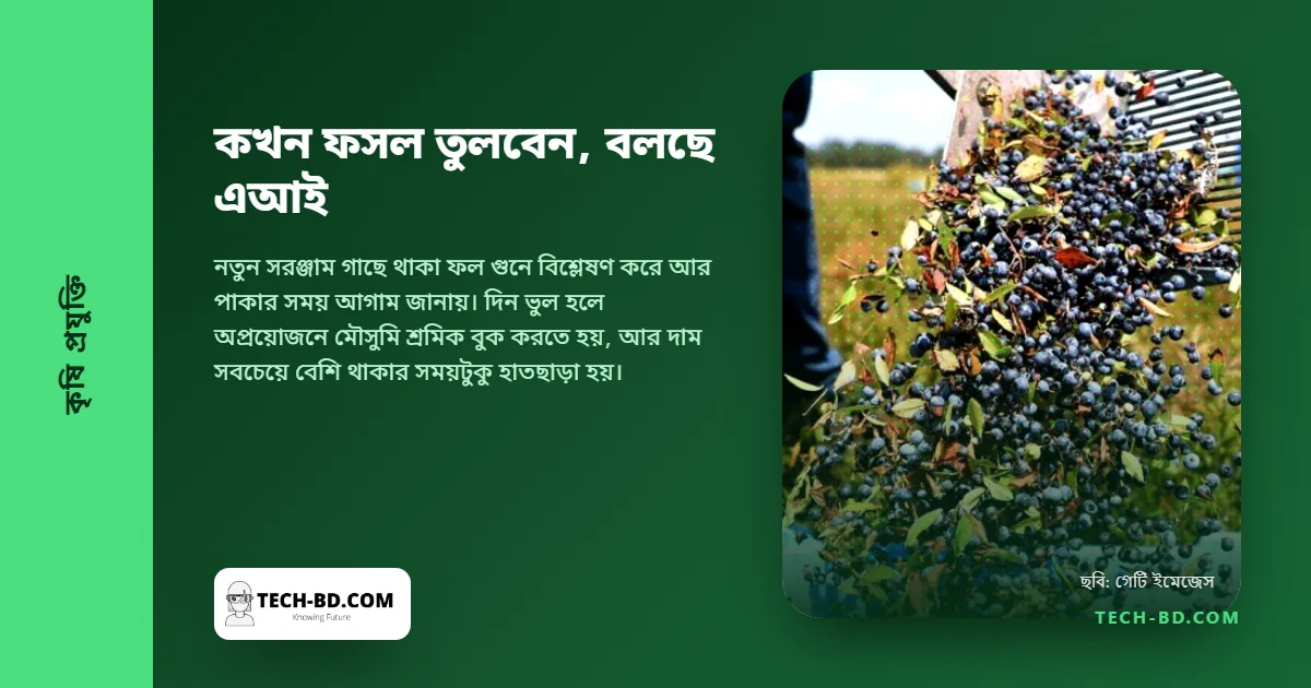 আপেল তোলার প্রথম দিনেই ৩৮ ডিগ্রি, সকাল ১০টায় কাজ বন্ধ। প্রশ্নটি কখন ফল পাকবে তা নয়—হাতে কত সময় আছে তা